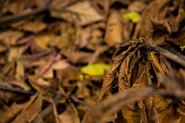 Orange, brown and yellow leaves on the ground with focus in one branch in the front
