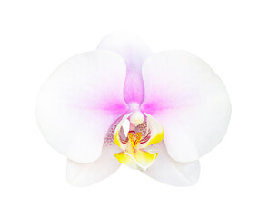 Fototapeta na wymiar White - Pink orchid isolated on white bacgkround