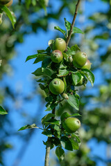 Hochformat: Unreife grüne Äpfel an einem Zweig in einem Apfelbaum im Sommer (Obstanbau)