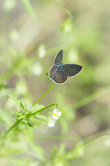 The mazarine blue (lat. Polyommatus semiargus, syn. Cyaniris semiargus), of the family Lycaenidae.