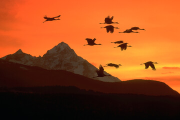 Cranes flying at sunset by a mountain range.