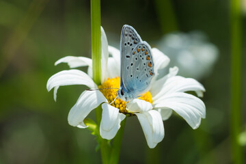 The zephyr blue (lat. Kretania pylaon), of the family Lycaenidae.