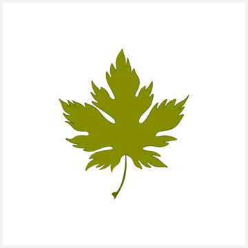 Maple leaf isolated on white. Canadian symbol. Vector stock illustration. EPS 10