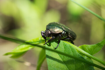 The rose chafer (lat. Cetonia aurata), of the family Scarabaeidae.