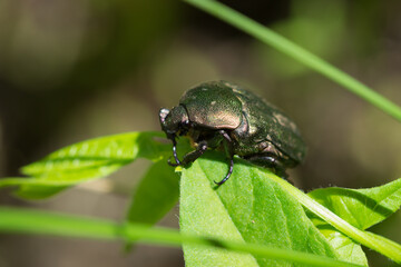 The rose chafer (lat. Cetonia aurata), of the family Scarabaeidae.