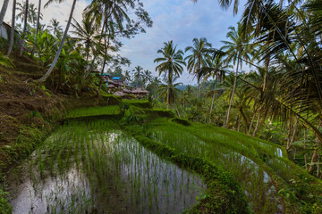Obraz premium Rice fields Jatiluwih - Bali island Indonesia