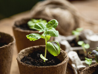 Basil seedlings in biodegradable pots on wooden table. Green plants in peat pots. Baby plants sowing in small pots. Trays for agricultural seedlings.