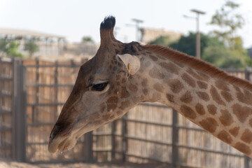 Dubai, United Arab Emirates – January 22, 2021, people feeding giraffe in Dubai Safari Park (Dubai Zoo)