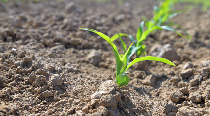 close on cereal  seedlings growing in a fied in the dirt