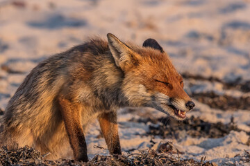 Fototapeta premium fuchs