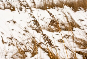 Winter field, meadow with dry grass, sedge. Winter landscape. Boho style.