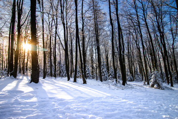 Zimowy las z zachodem słońca - obrazy, fototapety, plakaty
