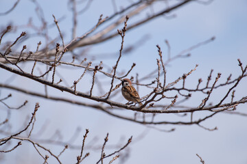 木にとまった雀