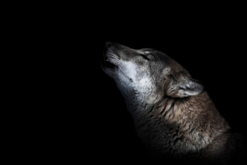 muzzle of a howling wolf close-up
