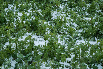 Ackerbau und Landwirtschaft im Winter: Grüne Pflanzen bei Schnee auf einem bäuerlichen Feld / Acker