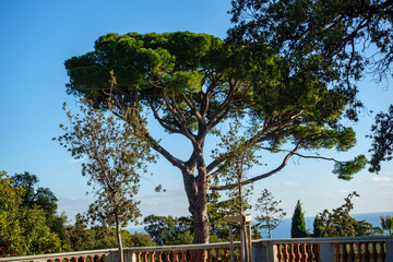 tree in the park