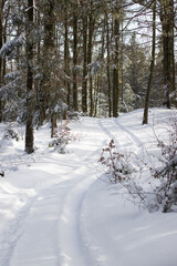 Ścieżka w lesie między dziewami we sniegu