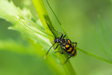 The longhorn beetle (lat. Leptura quadrifasciata), of the family Cerambycidae.