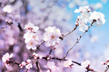 Spring blossom background. Beautiful nature scene with blooming tree on sunny day. Spring flowers. Beautiful orchard in Springtime. Abstract background.