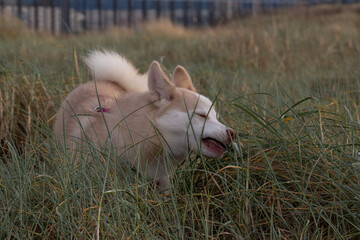 dog in the grass