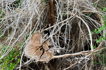 close up of dry cut tree branches in natural environment