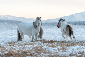 Yakut horses grazing on a meadow against the background of mountains. Yakutian horses living on year-round grazing in the extreme conditions of the north in the Sakha Republic, Siberia - 408238862