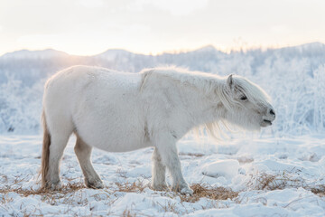 A small and funny Yakut horse grazing on a meadow. Yakutian horses live on year-round grazing in the extreme conditions of the north in the Sakha Republic, Siberia. - 408238863