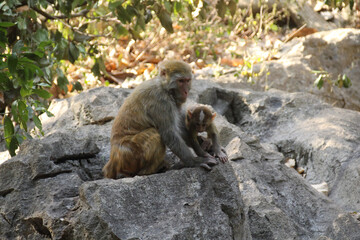japanese macaque sitting on a rock