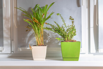 indoor plants in pots on the windowsill