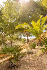 Different palms and conifers in the park of the old town of Relleu Spain. Natural tropical background.