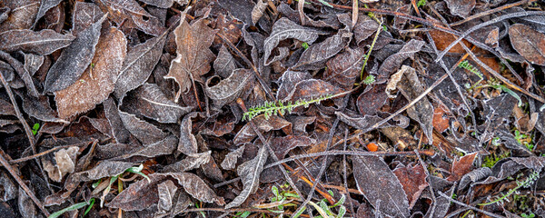  frozen old brown fallen leaves, wallpaper background