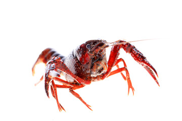 Crawfish