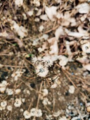 spider on the ground