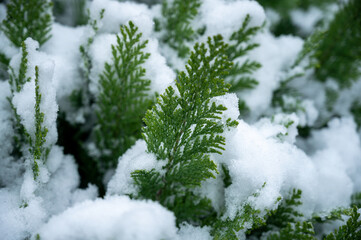 thuja blätter im schnee im winter
