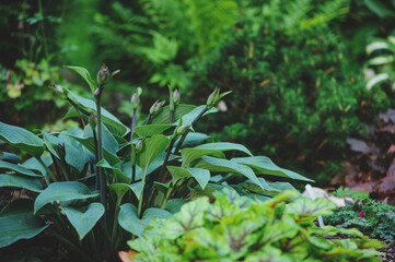 mixed border with shady tolerance plants - ferns, hostas and heucheras in summer garden
