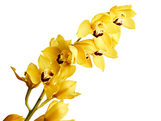 Yellow cymbidium orchid or boat orchid isolated on white background