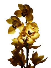 Yellow cymbidium orchid flowers isolated on white background