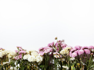 Small chrysanthemum flowers over white background