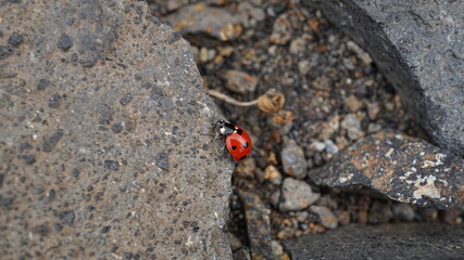 a ladybug on the hike up to the Monte Verde, on the island Santo Antao, Cabo Verde, in the month of December