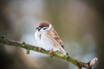 House sparrow sitting on a branch
