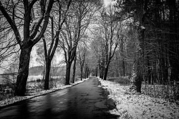  old asphalt road among trees on a snowy cold winter day in Poland