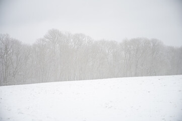 diesige und verschneite Landschaft mit Silhouetten einer Baumreihe im Hintergrund als grafisches Element 