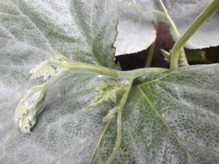 Branches of pumpkin foliage