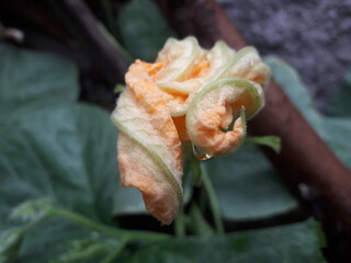 flower in the garden