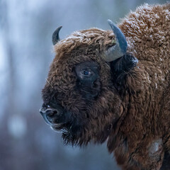 Wisent portrait