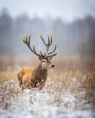 Selbstklebende Fototapeten Red deer stag © Grzegorz