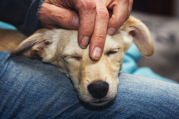 Puppy dog relaxing and enjoying stroke and caress, animal loving
