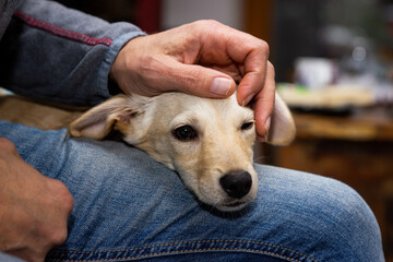 Puppy dog gets tenderly stroke and caress, animal and pet loving