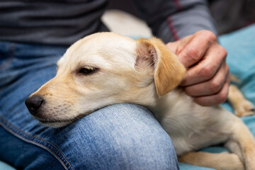 Man stroking a puppy dog on his leg, relaxing and enjoying whelp