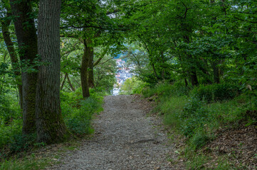 ein Wanderweg führt durch den Wald, im Hintergrund lichtet sich der Blick auf Kronberg im Taunus 